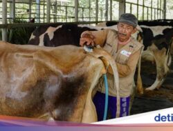 Mengetahui Sapi Perah Susu Terbaik Untuk Indonesia