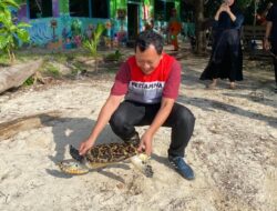 PHE OSES Lepasliarkan Ribuan Tukik Di Kepulauan Seribu