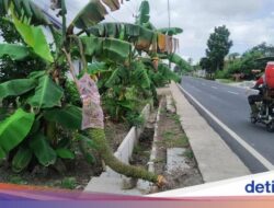 Pohon Pisang Bertandan 1,5 Meter Bikin Heboh Banyuwangi