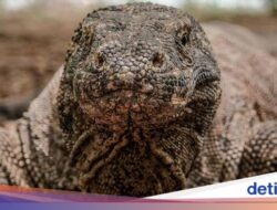 Tiket Masuk Jutaan TN Komodo, Berujung Hengkangnya PT Flobamor