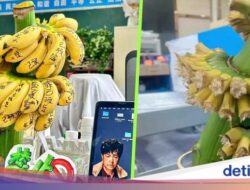 Redakan Tekanan, Pegawai Di China Ramai-ramai Tanam Pisang Di Kantor