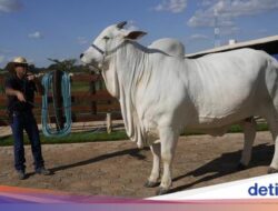 Wow! Ini Dia Sapi Termahal Dunia yang Terjual Rp 64 Miliar