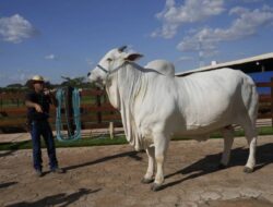 Sapi Termahal Hingga Dunia, Harganya Tembus Rp65 Miliar