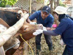 Semen Indonesia Bagikan 331 Hewan Kurban Tersebar Ke 23 Provinsi