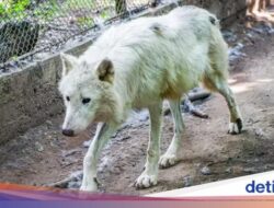 Wanita Jogging dan Tersesat Hingga Taman Margasatwa, Ia Diterkam 3 Serigala