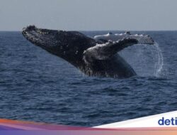 Serunya Wisata Merasakan Paus Di Perairan Brasil, Mau Ikut?