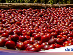 Minuman Kafein Single Origin Punya Keunikan, Indonesia Punya 7 Jenis Unggulan