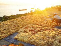 Sumber Cuan Mutakhir, Hilirisasi Rumput Laut Punya Potensi Rp193,3 Triliun
