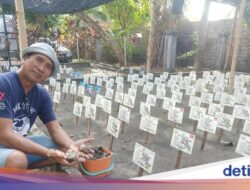 Kabar Senang, 17 Ribu Telur Penyu Siap Menetas Ke Bali