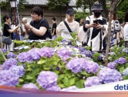 Terpesona Cantiknya Bunga Hydrangea Di Kuil Hakusan Tokyo