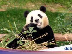 Berkelakuan Buruk, 12 Orang Dilarang Lihat Panda Seumur Hidup