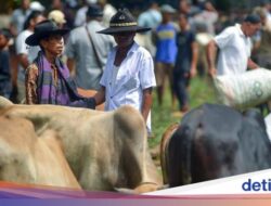 Kearifan Lokal Marosok, Perundingan Warga Minang Sebagai Jual-beli Ternak