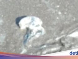 Awas! Ubur-ubur Diduga Beracun Bermunculan Di Pantai Watu Ulo