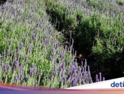 Pengalaman Hidup Wisata Petik Bunga Lavender, Tempatnya Indah Banget