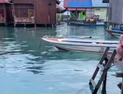 Viral! Momen Warga Pulau Derawan Beri Makan Penyu Langsung Di Dibelakang Rumah, Netizen Iri