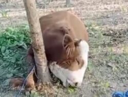 Viral! Sapi Kurban Mati Terlilit Tali Sebelumnya Sempat Disembelih