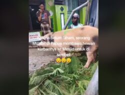 Viral! Seorang Mualaf Ke Papua Ingin Jadikan Babi sebagai Hewan Kurban, Netizen Apresiasi Niatnya