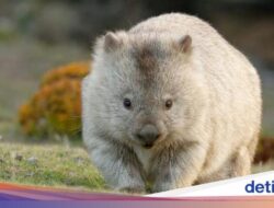 Turis yang Mau Sambilan Didalam Sebab Itu Pemburu Hantu-Penjaga Wombat