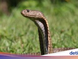 Ajaib, Pria India Saling Gigit Bersama Ular Berbisa