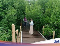 Taman Mangrove Ketapang Tangerang Ternyata Menawan, Ada 16 Jenis Bakau