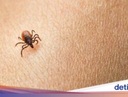 Krisis Lingkungan Berpeluang Bikin Penyakit Lyme Makin Merebak