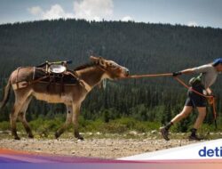 Keledai Kabur 5 Tahun Lalu, Ternyata Kini Hidup Liar-Sejahtera Bersama …