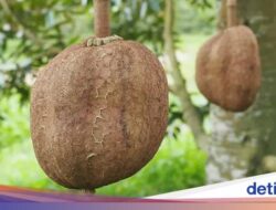 5 Fakta Durian Gundul Tanpa Duri yang Bikin Heboh