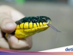 Pria India dan Ular Berbisa Saling Gigit: Ularnya Mati, Dia Masuk UGD