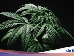 Tahun Didepan, Thailand Akansegera Cabut Status ‘Bebas’ Konsumsi Ganja