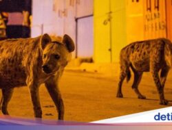 Hyena Bikin Gempar Satu Kota, Sebelumnya Itu Ada Beberapa Singa