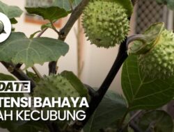 Pakar Sebut Buah Kecubung Tak Layak Dikonsumsi Sebagai Terapi Herbal