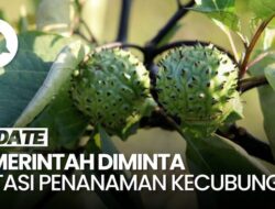 Pemerintah Diminta Kaji Ulang Penanaman Buah Kecubung