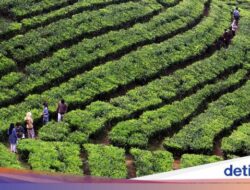 Pemkab Bogor Tinjau Ulang Izin, Pembangunan Bianglala Di Kebun Teh Puncak Disetop