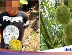 Anaknya Curi 3 Buah Durian, Ayah Ini Ganti Rugi Rp 34,6 Juta