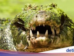 Buaya Ganas Menyerang, Sisa Tubuh Manusia Ditemukan Untuk Pencarian Anak Hilang