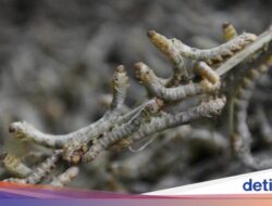 Ternyata Ini Alasan BPOM Singapura Bolehkan Warganya Makan Serangga