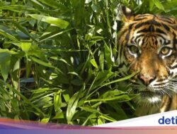 Harimau Malaysia Mati Beruntun, Pertanda Apakah?