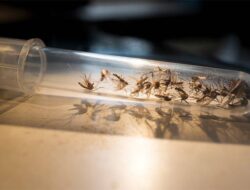 Bagaimana Cara Menghindari Patogen West Nile? Lakukan 6 Cara Sederhana Ini!