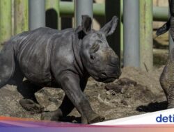 Bayi Badak Putih Lahir Di Chile, Harapan Terbaru Di Spesial Hampir Punah