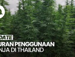 Thailand Tetapkan Ganja Karena Itu Terapi Terlarang Mulai 1 Januari 2025