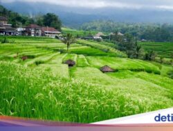 Parkir Hingga Jatiluwih Dikeluhkan Wisatawan: Sempit-Kurang Luas
