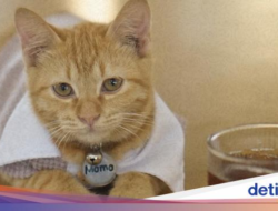 Ke 5 Kafe Ini Bisa Makan Enak Sekaligus Main Bareng Kucing