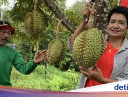 Durian Vulkanik Thailand Karena Itu Incaran, Daftar Tunggunya Sampai Setahun!