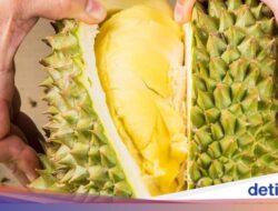 Mitos atau Fakta? 5 Konsumsi dan Minuman yang Tak Boleh Dimakan Bersama Durian