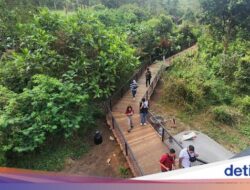 Taman Safari Prigen Bikin Trek Menarik Perhatian Ke Di Hutan, Penasaran?