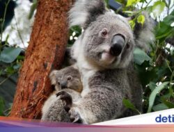 Kini Traveler Dilarang Peluk Koala Hingga Kebun Binatang, Mengapa?