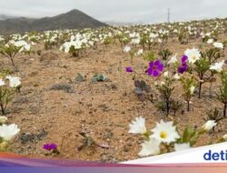 Rupa Gurun Paling Kering Hingga Dunia Bermekaran Bunganya