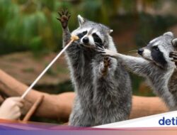 Deretan Fakta Rakun: Lebih Pintar Didalam Anjing-Cuci Konsumsi Sebelumnya Makan
