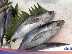 5 Jenis Ikan yang Harganya Murah Ini Ternyata Bernutrisi Tinggi