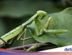 BPOM Singapura Resmi Bolehkan Warganya Konsumsi 16 Serangga, Ini Daftarnya